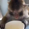 Monkys 🐒 (mpt6c28zxn)