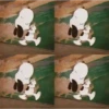 Snoopy~ Gifs ❨･¨⬮ (rp9j8vt2g7)