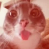 Meme kucing bergerak 😺 (43swvgcp7f)