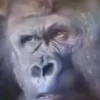 Monkys 🐒 (4x9f6vngmd)