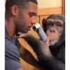 Monitos con movimiento 🐒🦍 (bth5f7qw4k)