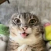 Meme kucing bergerak 😺 (drt83zwqb5)
