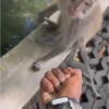 Macacos/monkey (zq2jd45fp6)