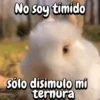 Funny's Rabbit 🥕🐇 (rqgxhw2k95)