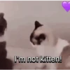 Everyday Cats 🐈‍⬛ (w8d3pgmshf)
