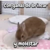 Funny's Rabbit 🥕🐇 (8zmwksr27d)