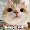 Gatos traviesos🐈🐾🐈‍⬛ (vmwr64zfq8)