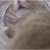 🩷Gatitos Animados 🐱🥛 (hxp97szc4k)