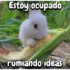 Funny's Rabbit 🥕🐇 (7std9c35hz)
