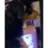 Perros para el chat 🤣🐕 (f7thkg28z9)