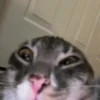Meme kucing bergerak 😺 (s7cyx3km9t)