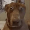 😆🎬¡VOLVIÓ TIKTOK!🎬😆 (5crgqy9v3w)
