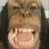 🦧Monkeys🦍Monos🐒Changos (db6pqjvkw9)