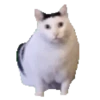 Meme Kucing Viral 🐱
