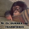 🦧Monkeys🦍Monos🐒Changos (wv2gsxrm3n)