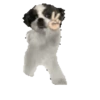 Perros para el chat 🤣🐕 (tvmqyrzw89)