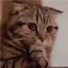 Kucing lucu (864pwrx97v)