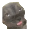 Historias Gatunas Gatos (dy497fxrj5)