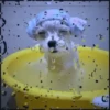 🐾⋆Perros|Dogs|Perritos🐾° (kmyjst82wh)