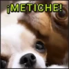 🐾⋆Perros|Dogs|Perritos🐾° (82zdb34hrf)
