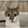 Historias Gatunas Gatos (vxgmbjr8yz)