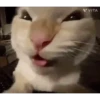 Historias Gatunas Gatos (zg68sxyct3)