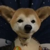 🐱 Fisheye-lens pets (vkbtsq56rc)