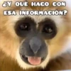 🦧Monkeys🦍Monos🐒Changos (kfmwsgr3c7)
