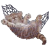 قطط مضحكة 😹 (8dwbjky64h)