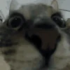 🐱 Fisheye-lens pets (thqkx3vjmp)
