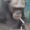 Macacos animados/monkeys🐒 (x6j5qhz8w7)