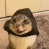 Meme kucing bergerak 😺 (mrqngy2js5)