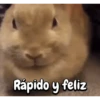 Funny's Rabbit 🥕🐇 (ybsdzvn3wr)