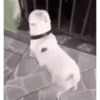 Perros para el chat 🤣🐕 (8jndsx97cg)