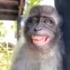 Macacos/monkey (9tv3jbkznp)