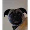 Perros para el chat 🤣🐕 (2kmqwd6bc8)