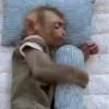 Monkys 🐒 (gfpmcrvdjx)