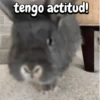 Funny's Rabbit 🥕🐇 (zrd6xmhkf3)