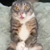 Meme kucing bergerak 😺 (96pzhnyw87)