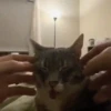 Meme kucing bergerak 😺 (qpnstw2kb8)