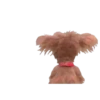 Perros para el chat 🤣🐕 (krxc587gpv)