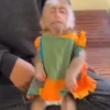 Macacos/monkey (28tpkqw9nm)