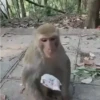 Macacos/monkey (tvszmcgwp8)