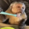 Macacos animados/monkeys🐒 (tdrn8zx5v4)