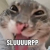 Meme kucing bergerak 😺 (bzmptykh9j)