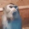 Macacos animados/monkeys🐒 (7z9mxkwtbg)