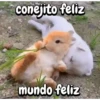 Funny's Rabbit 🥕🐇 (d54vcw8zgx)