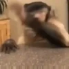 Macacos animados/monkeys🐒 (8p3cgzb4nk)