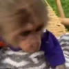 Monitos con movimiento 🐒🦍 (yf2c7gmdsj)