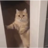 🩷Gatitos Animados 🐱🥛 (k62nvgsp4z)